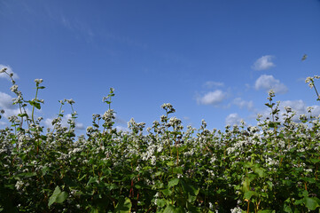 北海道の空き地で育つ蕎麦の花