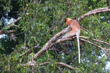 The proboscis monkey (Nasalis larvatus) was surveyed in the East Malaysian state of Sabah to establish its population status and to assess threats to its survival.  - obrazy, fototapety, plakaty
