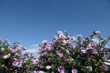 Obraz na płótnie Canvas 青空に向かって見上げたピンク色の花
