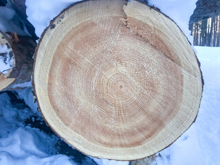 saw cut of a tree