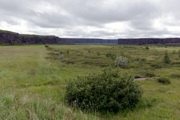 Vegetation in der Asbyrgi-Schlucht nahe As - Island