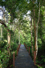 Forest along Kinabatangan river with beautiful rainforest inside the resort.