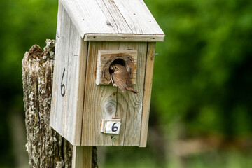 Parent House Wren (Troglodytes aedon) feeding its chicks in a bird house.