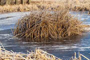 frozen grass on the lake in winter