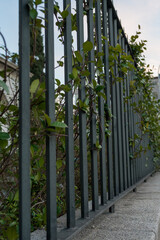 Wrought iron fence. Classic fence painted black.