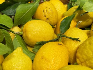 citrons bios gros plan