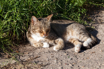 a homeless cat basks in the sunlight on the street