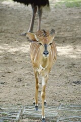eld deer in wild nature