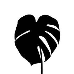 The silhouette of a leaf of monstera delicacy is isolated on a white background. © Anna