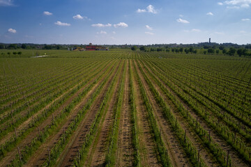 Fototapeta na wymiar Smooth rows of vineyards. Vineyards in Italy. Italian vineyard plantation drone view. Vineyard plantations in Italy. Rows of green vineyards aerial view. Italian vineyards top view.