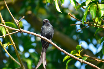 Black Drongo, Dicrurus macrocercus, bird in the branch.
