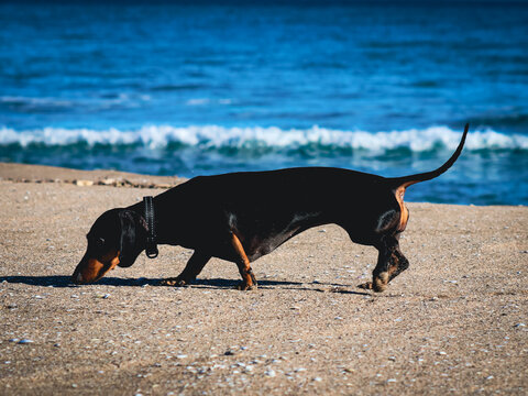 Perro dachshund olfatea por la orilla del mar