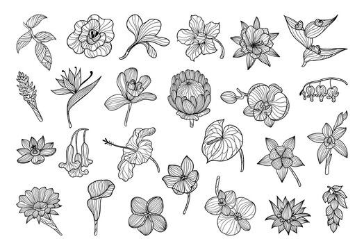 Collection of black and white exotic flowers in a linear style.