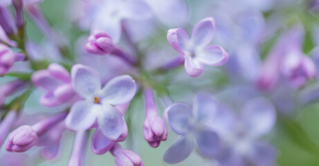 Naklejka na ściany i meble Abstract flower background. Blooming lilac flowers with selective soft focus.