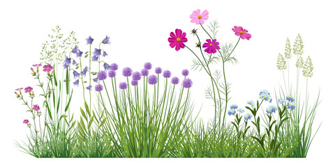 Detailed illustration with realistic wildflowers and medicinal herbs. Herbal plants.