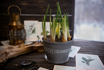 Growing irises in a pot