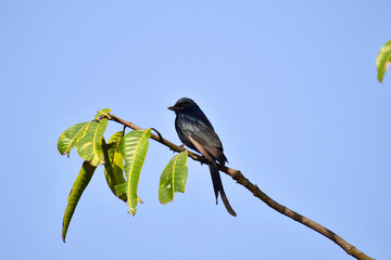 Black Drongo, Dicrurus macrocercus, bird in the branch.