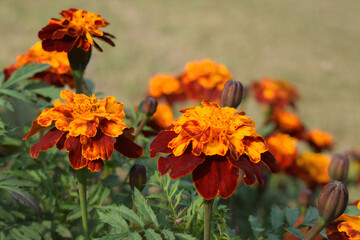Orange marigold flower