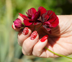 a woman's hand with a manicure holds a pelargonium flower