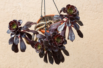 aeonium arboreum in a flowerpot on a blurred background