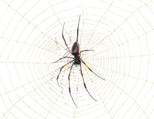 Araignée sur toile, fond blanc 