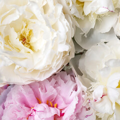 Obraz na płótnie Canvas Pink and white peonies flowers, close up