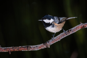 Carbonero garrapinos sobre posadero helado (Periparus ater) 