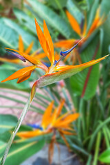 Oiseau de paradis 