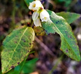 Blooming blueberry shrub