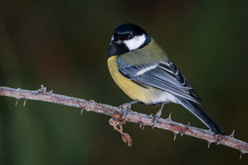 Carbonero común sobre posadero helado (Parus major)