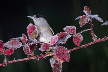 Clave baja de curruca capirotada (Sylvia atricapilla)