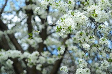 Beautiful cherry blossoms are blooming in Spring