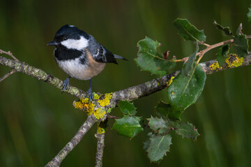 Carbonero garrapinos (Periparus ater) 