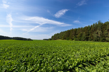 Fototapeta na wymiar agricultural field with green beet tops