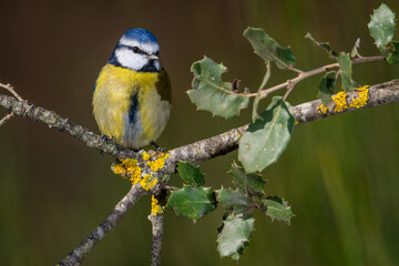 Herrerillo común posado sobre rama (Cyanistes caeruleus)