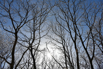 sun with ice branch in winter