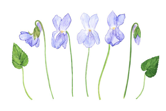 Wood violet flower isolated on white background. Watercolor hand drawing illustration. Viola Odorata collection for design.