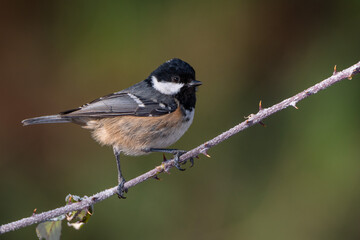 Carbonero garrapinos (Periparus ater) 