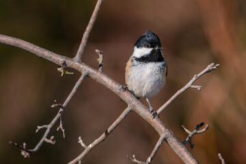 Carbonero garrapinos (Periparus ater) 