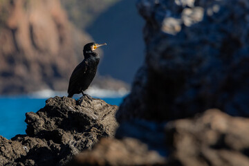 Cormorán descansando entre acantilados en Puntas de Calnegre - Murcia, España