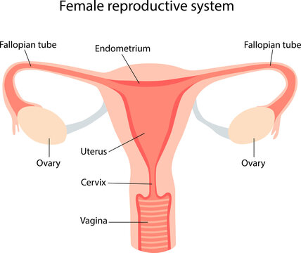 schematic illustration of the female reproductive system