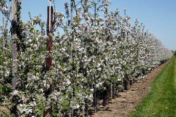 Fototapeta na wymiar Apple orchard, Apple blossom, Fruit, Jork, Lower Saxony, Germany, Europe