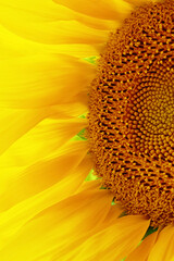 Closeup of a yellow sunflower on a sunny summer day.