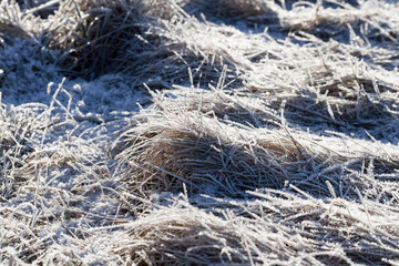 grass covered with ice and frost in the winter season