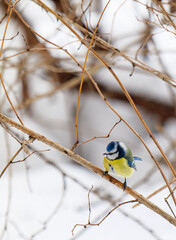 Tit in the bushes of trees.