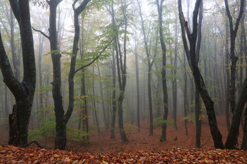 Fog light in the autumn forest