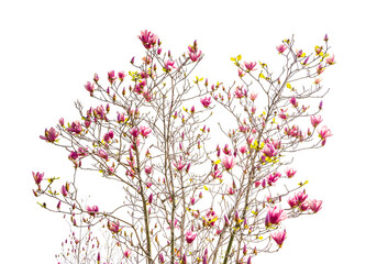 Obraz na płótnie Canvas pink flower of magnolia spring branch isolated on white background
