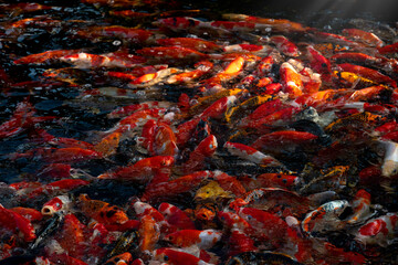 Many koi fish or Domestic carp in the pond.