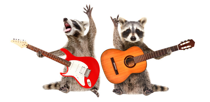 Two funny raccoons with guitars isolated on white background