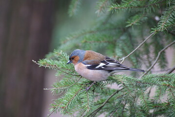 Common chaffinch sitting on a tree